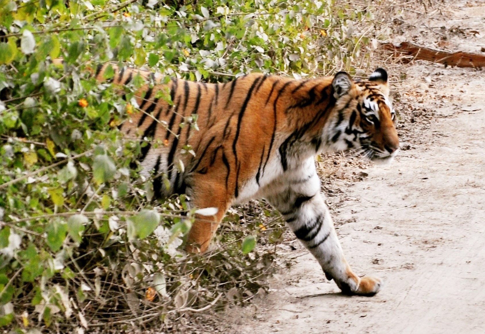 corbett fun tour