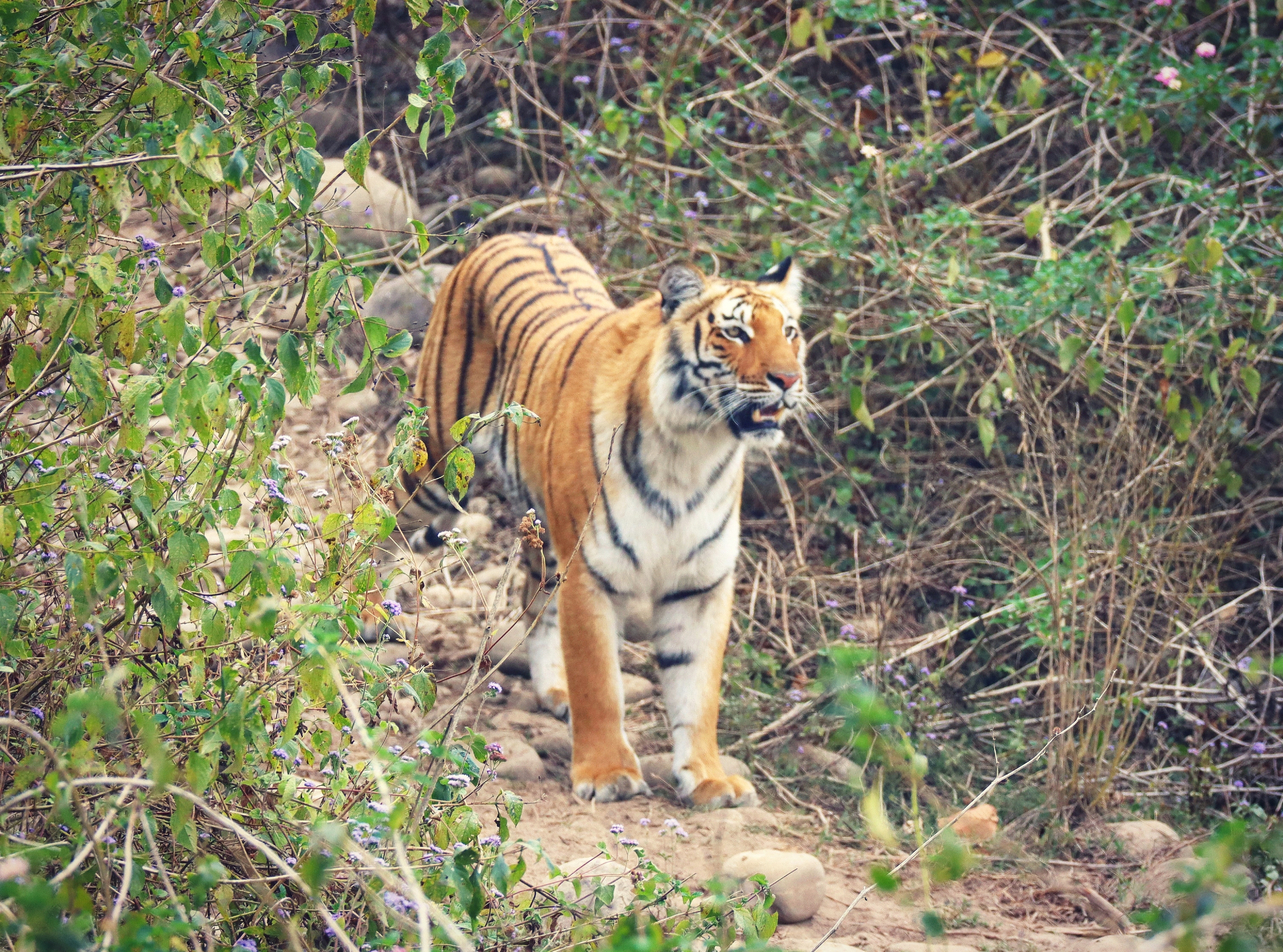 corbett national park tour package