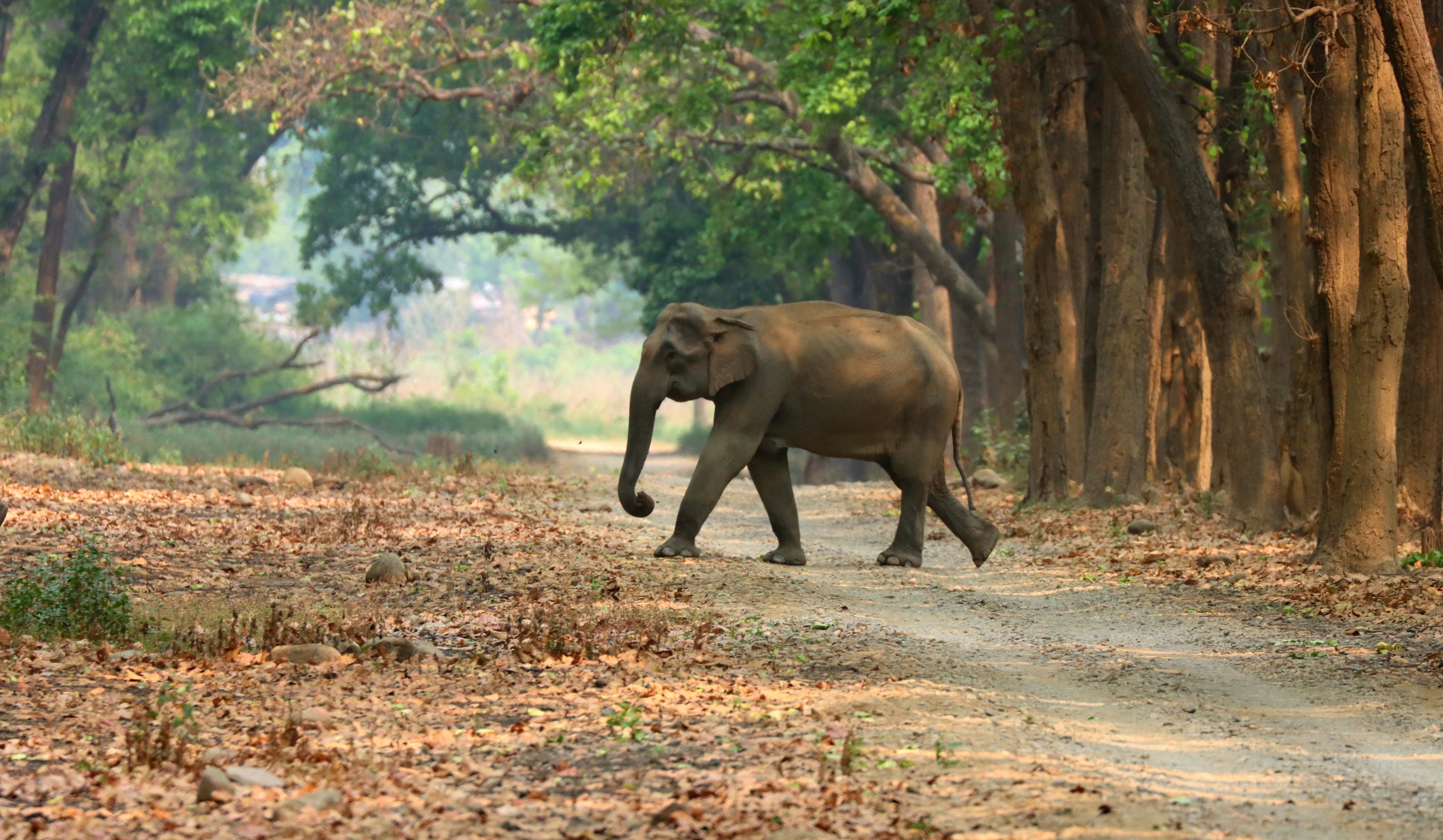fon tour corbett