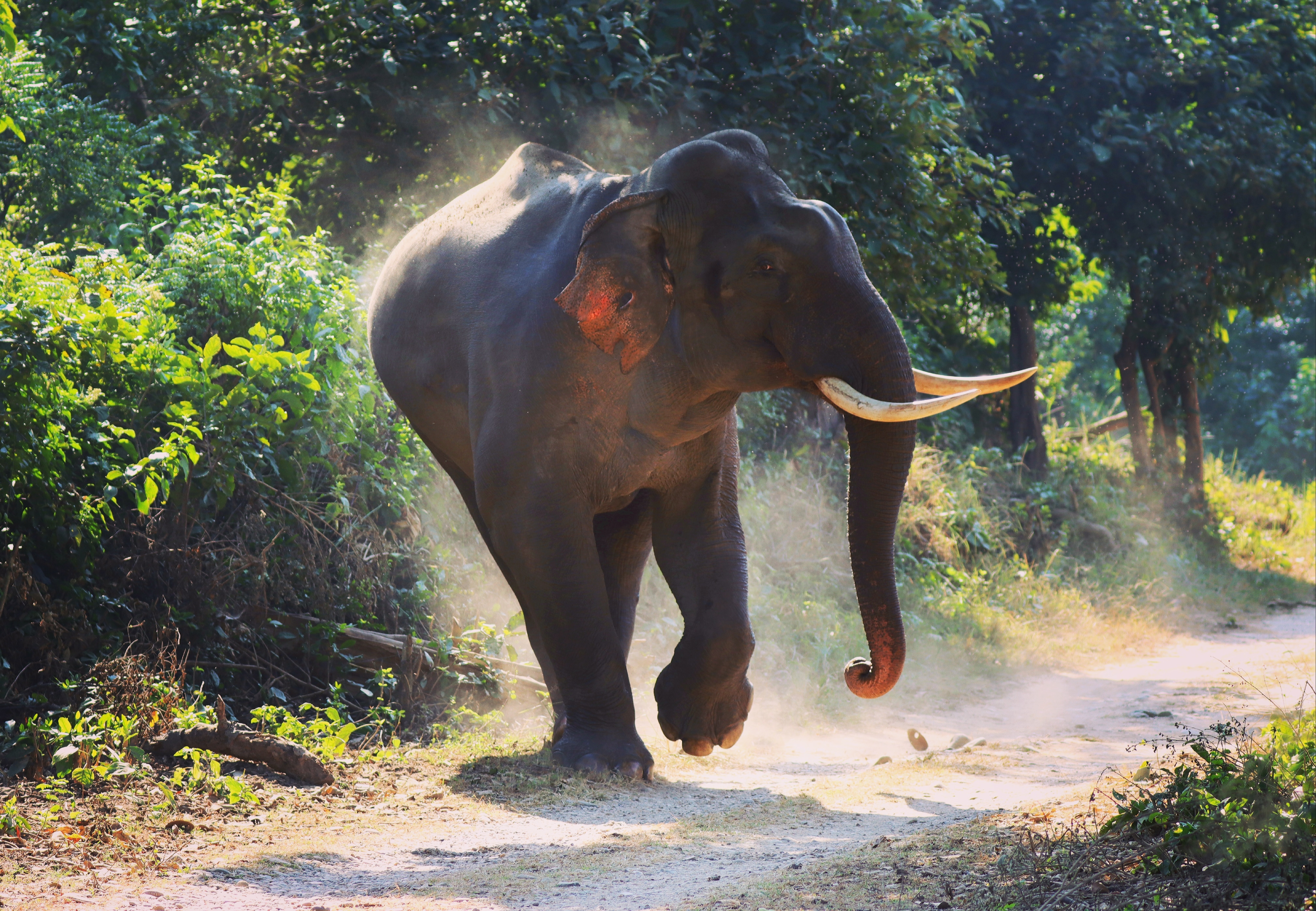 elephantcoprbett