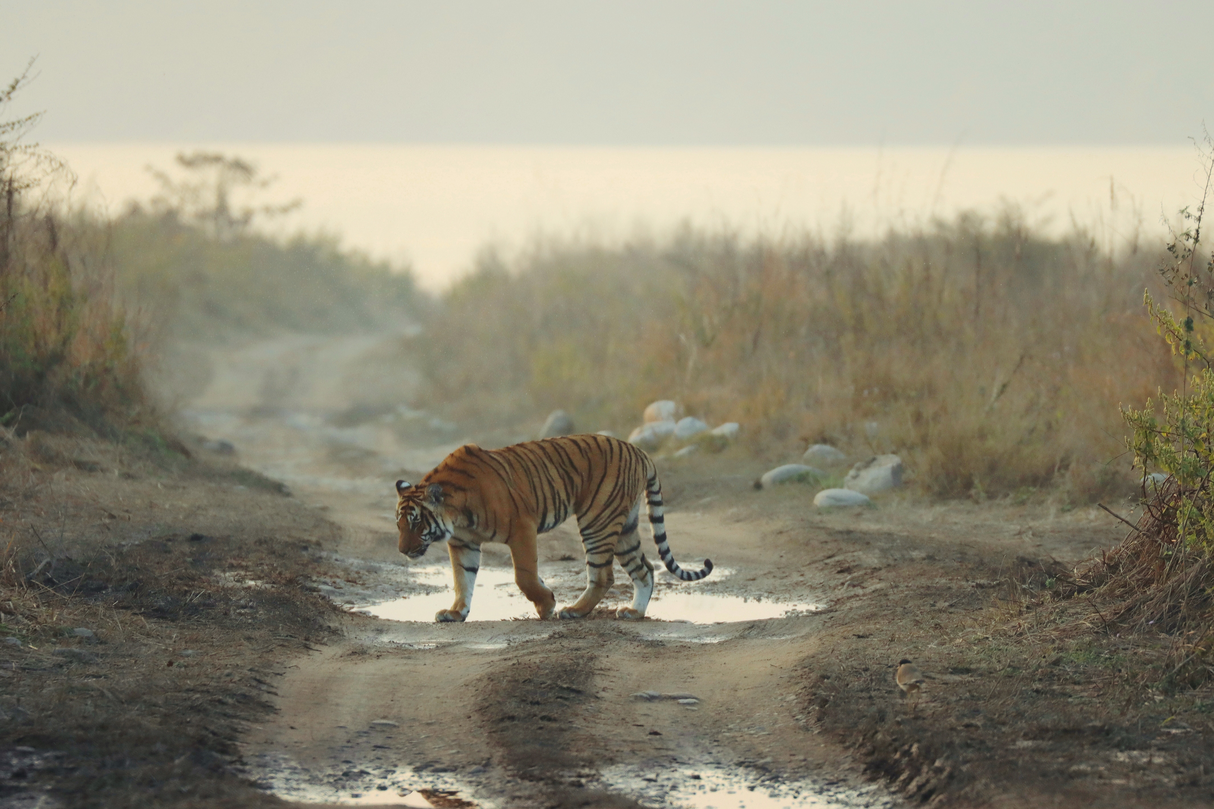 corbett dhikala zone