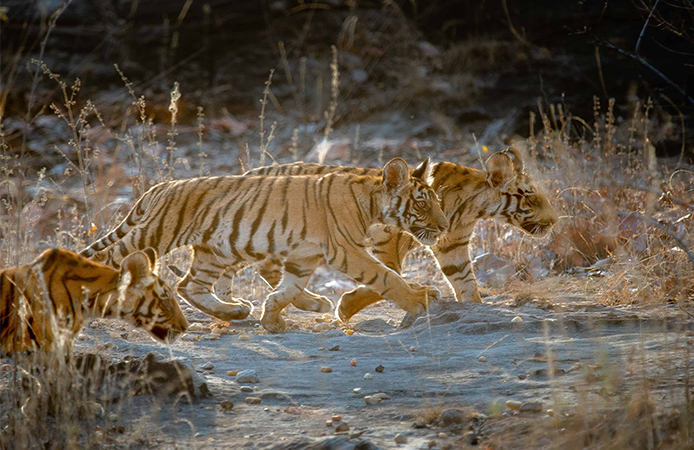 fon tour corbett